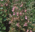 Teucrium × lucidrys