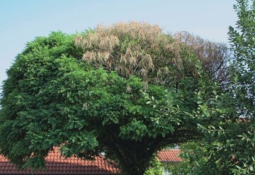 1 Partielles Absterben der Krone einer Kugelrobinie durch Verticillium.