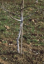 Gekalkter Stamm zur Vorbeugung von Frostrissen