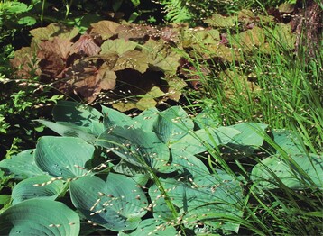 1 Ein feines heimisches Gras, dessen zarte Samenstnde wie Perlen ber groen Blttern hngen: Melica uniflora mit Hosta ‘Halcyon’ und Heuchera ‘Brownies’