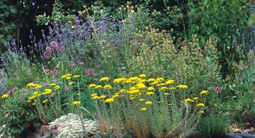1 Sandhaltiger Boden ermglich es, spannende Pflanzengesellschaften zu realisieren; hier mit Sedum reflexum, Geranium sanguineum, Allium, Lavendel und Salbei.