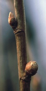 Gesunde und von Gallmilben besiedelte Rundknospe an Johannisbeere