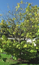 Verticillium dahliae lässt ganze Astpartien absterben – wie bei diesem Catalpa