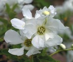 1 Schneeweiße Blüten sind das Markenzeichen von Exochorda; hier: E. × macranthera ‘The Bride’