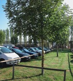 Kein Fall für gebietsheimische Arten: Eschen auf einem Parkplatz an einem siedlungsnahen Badesee in Wörth an der Isar