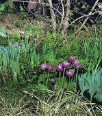 4 Nicht prämiert: tolle Pflanzenverwendung bei netzwerkgarten.ch