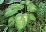 Hosta ‘Fried Green Tomatoes’