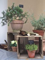 „Opflanzt is!“ war Motto der Frühjahrsausstellung