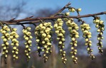 1 Stachyurus praecox blüht bereits ab Mitte März.