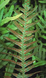 Der Duft des Phymatosorus grossus hat Ähnlichkeit mit Marzipan und Mandel, mit einer Spur Lakritz und Vanille.