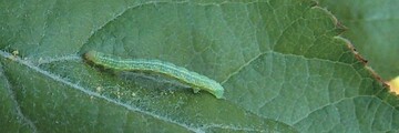 Raupe des Kleinen Frostspanners (Operophtera brumata) an einem Apfelbaum 