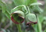 Helleborus foetidus ‘Wester Flisk’