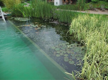 1 Klares Wasser und wchsige Pflanzenpracht  so sollte es aussehen.