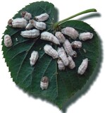 1 Wollige Napfschildlaus (Pulvinaria regalis)