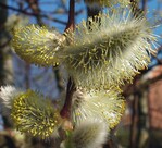 Zweihäusige Pflanzen