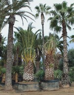 7 Die großen Einzelstücke warten im Gartencenter auf Gartenkunden, wie unterschiedliche Palmen ...