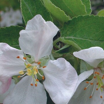 Der Apfelbaum