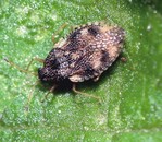 3 Erwachsene Netzwanze an Symphytum grandiflorum