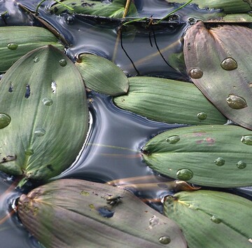 Leben an und im Schwimmteich