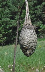 Sonniges Mehrfamilienhaus