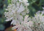 Astrantia major ‘Shaggy’