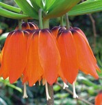 Kaiserkrone gekrönt