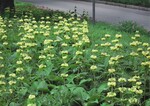 Phlomis russeliana