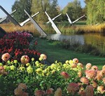 Sonderschau „Dahlienfeuer“ eröffnet