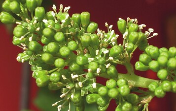 Vitis  Echter Wein