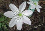 Hepatica nobilis ‘Alba’
