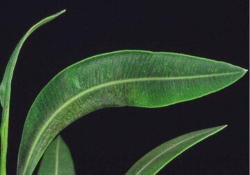 1 Spinnmilbenschaden an Oleander 