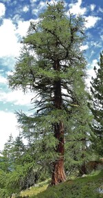 Es gibt viele Gründe, Larix decidua zu pflanzen.