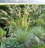 Helictotrichon sempervirens ‘Saphirsprudel’