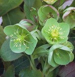 2 Helleborus argutfolius eignet sich als Begleiter für Choisya.