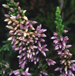 Calluna – Besenheide
