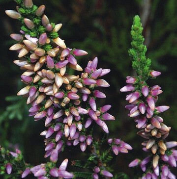 Calluna  Besenheide