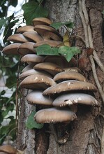 Fruchtkörper des Austernseitlings an Pappel