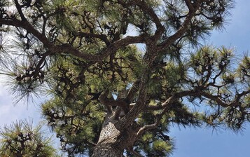 2 Mittelmig geschnittene Pinus thunbergii in einer lndlichen Anlage