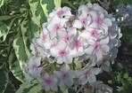 Phlox-paniculata-Hybride ‘Nora Leigh’