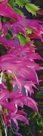 1 Weihnachtskakteen sollten für reiche Blüte ab August kühler stehen.