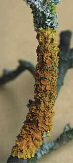 Flechtenbeläge an Zweig