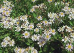 Aster ageratoides ‘Asran’