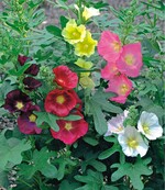 Ausdauernde großblütige Stockrose