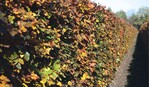 1 Prächtige Hainbuchenhecke im Herbst
