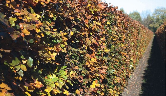 1  Prchtige Hainbuchenhecke im Herbst