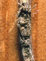 Eigelege des Schneeballblattkäfers