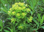 Euphorbia palustris