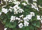 Viola sororia ‘Albiflora’