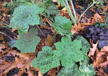Podophyllum cultorum ‘Spotty Dotty‘ 