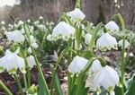 Leucojum vernum